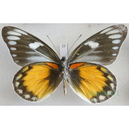Delias zebuda Hewitson, 1862 male reverse Indonesia, Sulawesi33